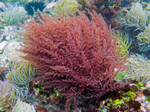 Seaexpert Seaweeds