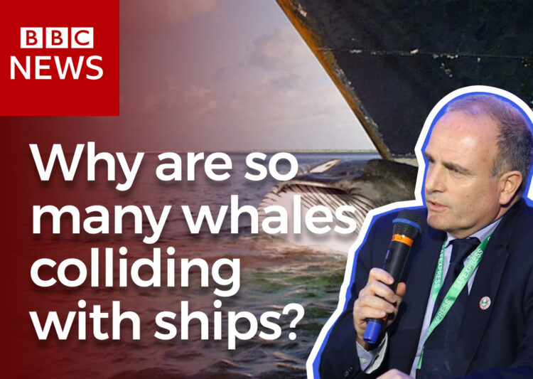BBC interview Friend of the Sea: Why are so many whales colliding with ships? post image