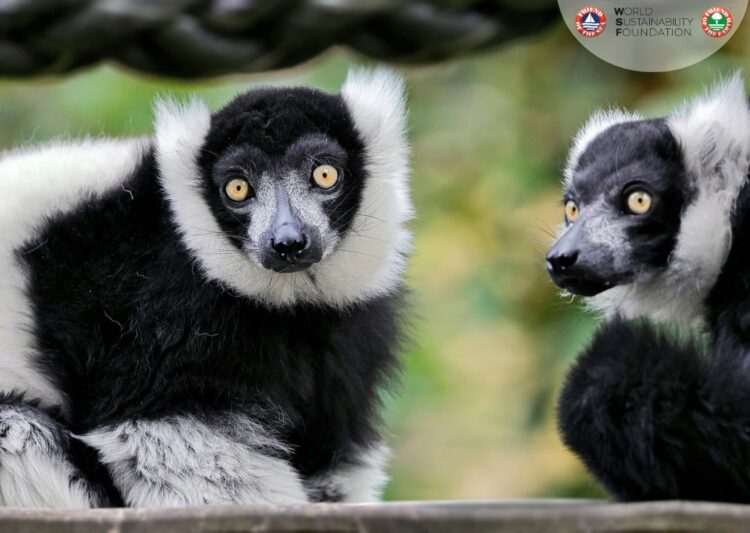 World Sustainability Foundation expands natural habitat of lemurs in Madagascar’s Maromizaha Forest post image