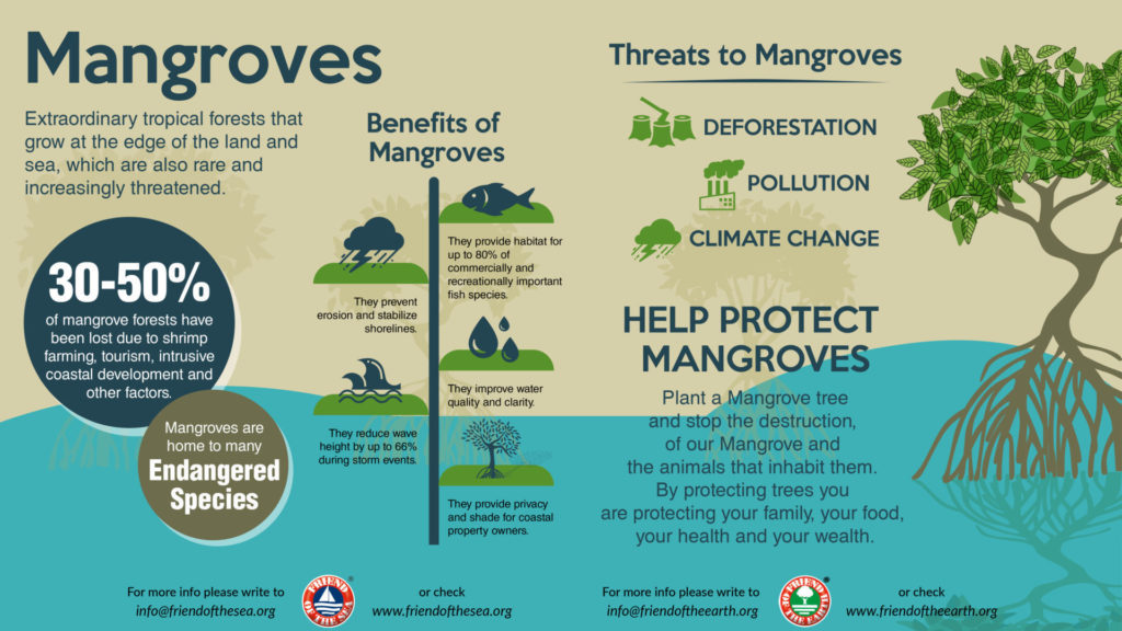 Save The Mangroves | WSO Conservation Projects - FOS