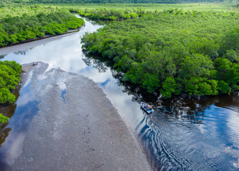 Save The Mangroves