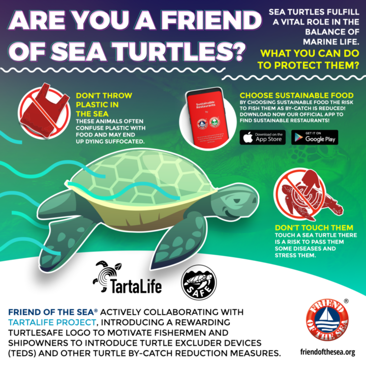 how can we help save green sea turtles