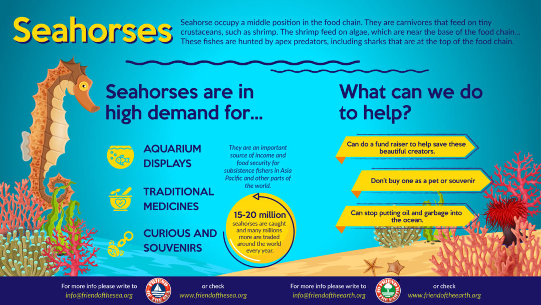 II. The Threats Faced by Seahorses and Their Habitats