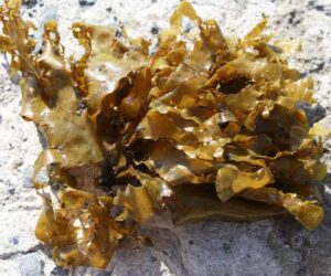 Seaexpert Seaweeds