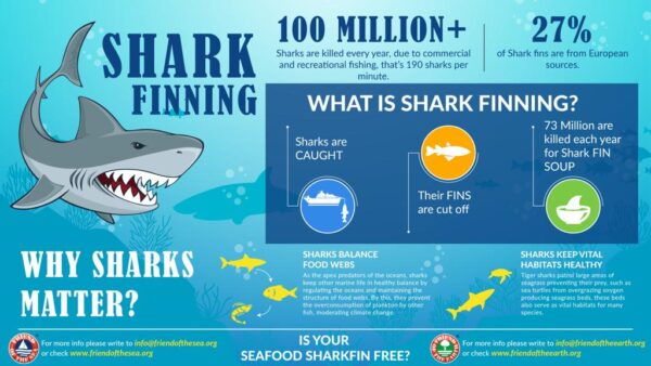 Save The Sharks Campaign | Possible Solutions to Save Sharks - FOS