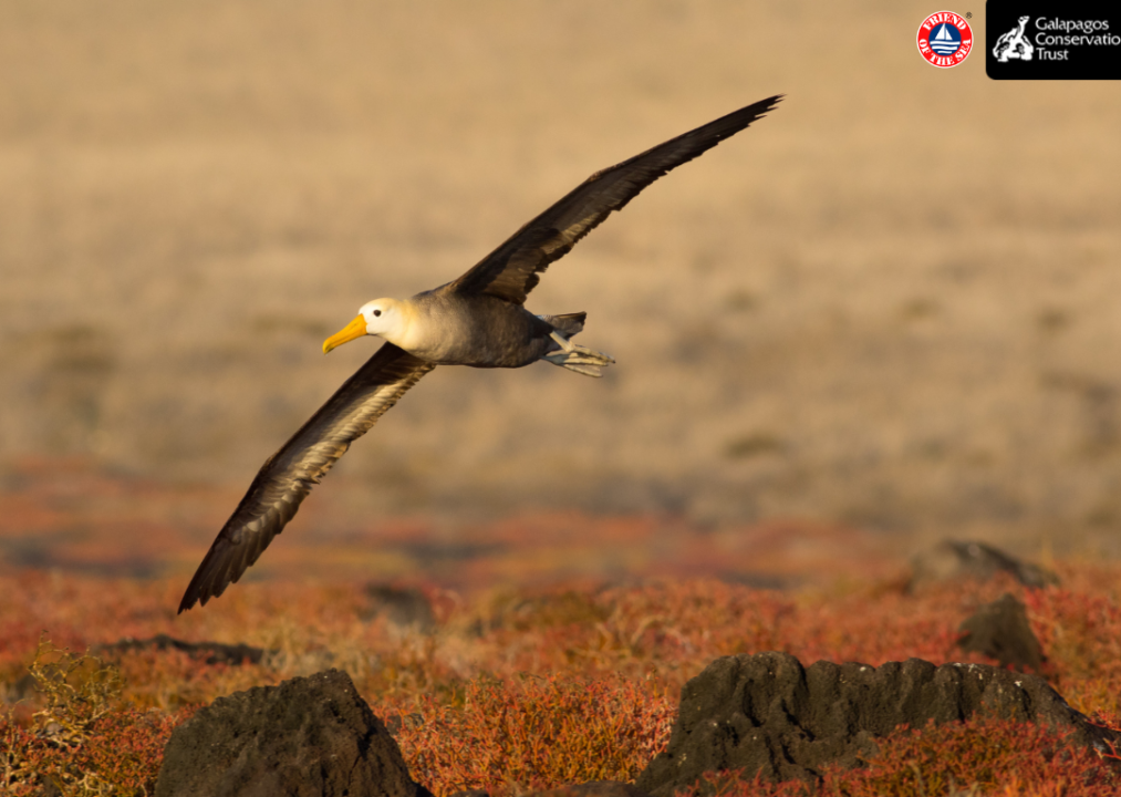 Friend of the Sea and Galapagos Conservation Trust join forces for the Galapagos Albatross.
