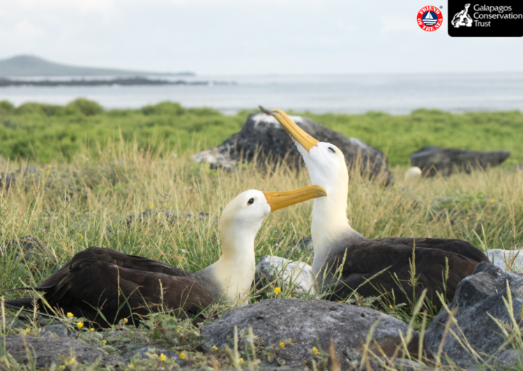 Friend of the Sea e Galapagos Conservation Trust insieme per l’albatross delle Galapagos