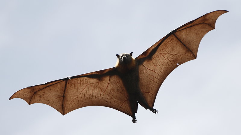 Save the Bats