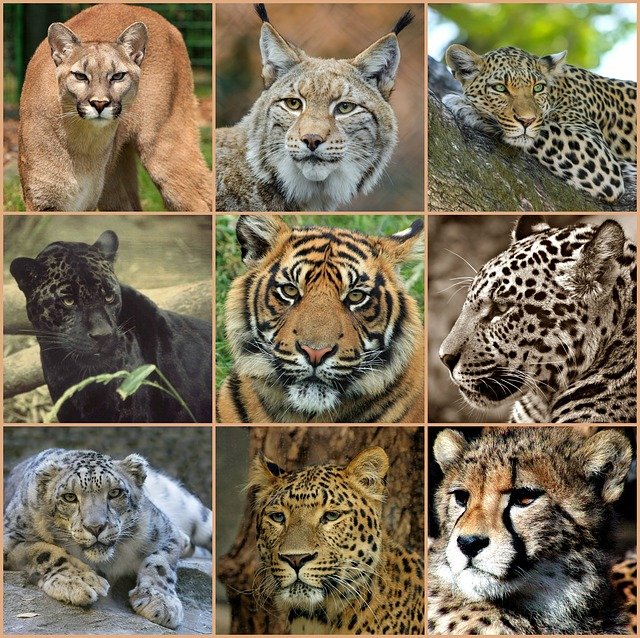 Save the Big Cats