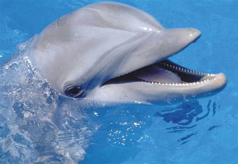 Dolphin-Safe