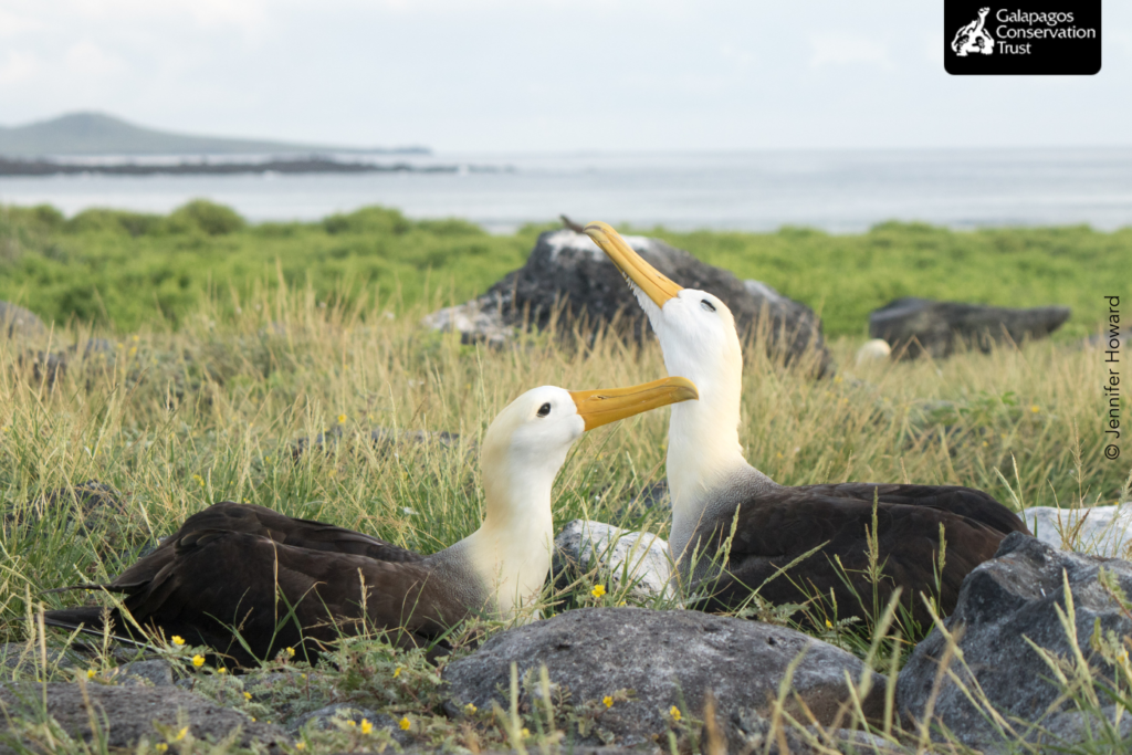 Save the Albatros  Marine Conservation Projects & Awareness FOS