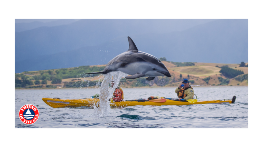 Fos Certifies Its First Sustainable Dolphin And Whale Watching