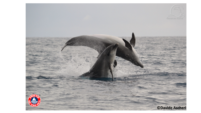 foto delfini del ponente piccola