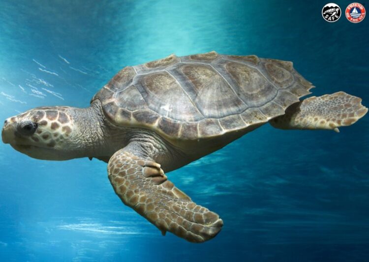 Discover Sea Turtles on World Turtle Day