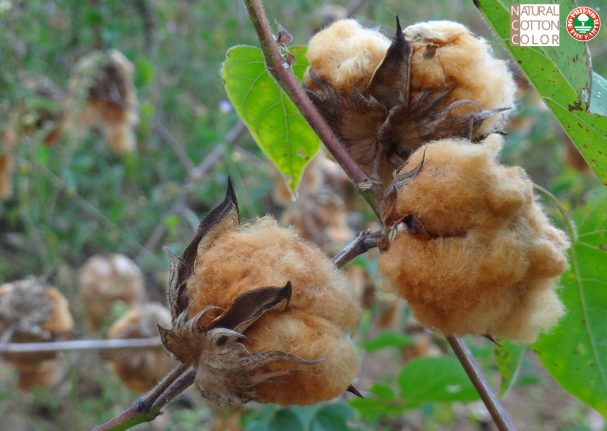 Webinar on “Sustainable cotton production and certification.”   22nd of February