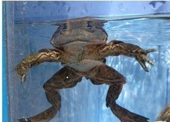 petition to save the Titicaca Water Frog