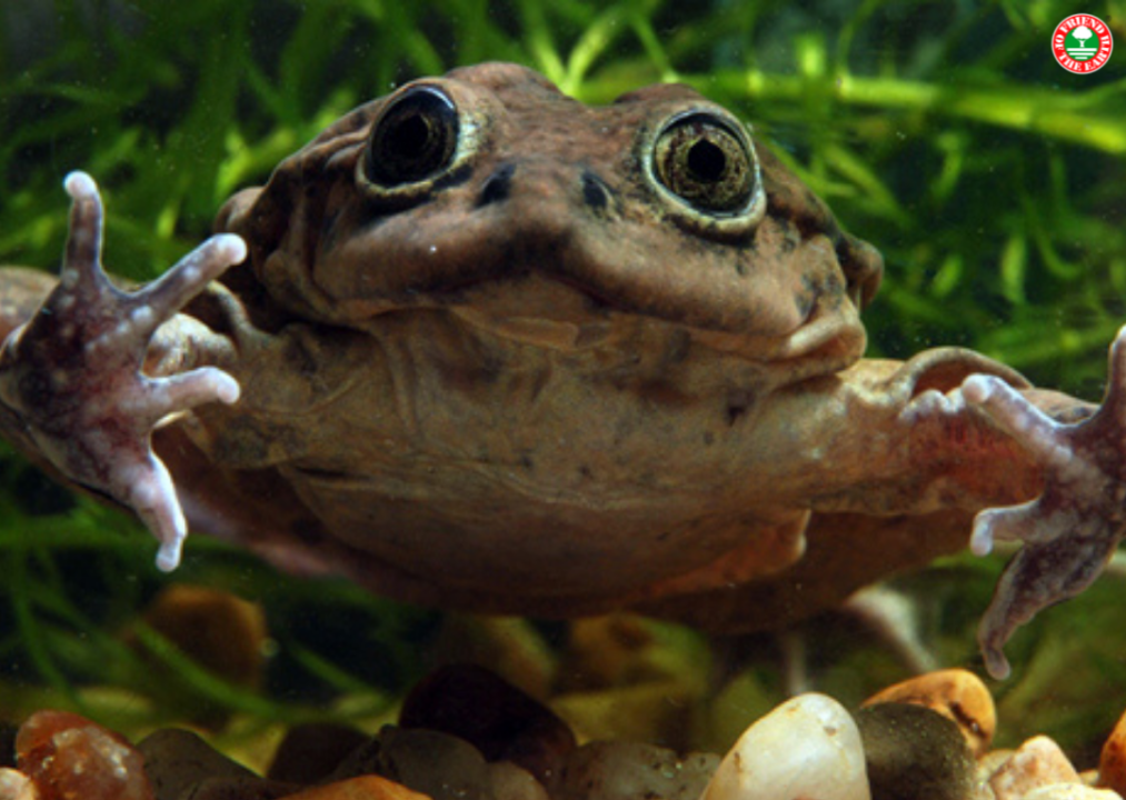 Webinar on “Frog conservation status and Friend of the Earth programs. Case Study: