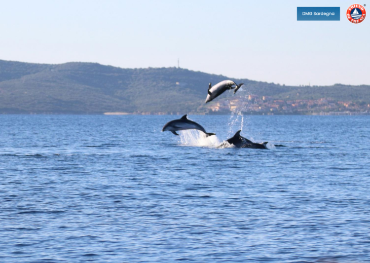 A Golfo Aranci DMG Sardegna ottiene la certificazione di Dolphin Watching Sostenibile post image