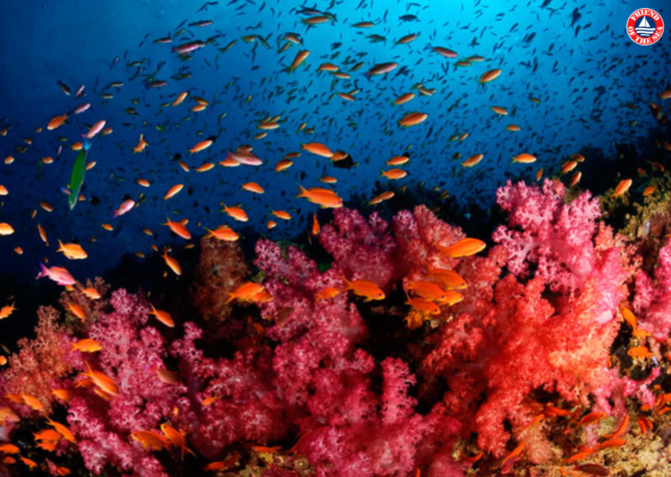 Uncover coral reefs on world oceans day post image