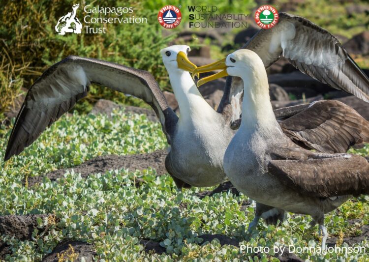 Supporting Galapagos Conservation Trust in Protecting the Albatrosses: Results, one year on