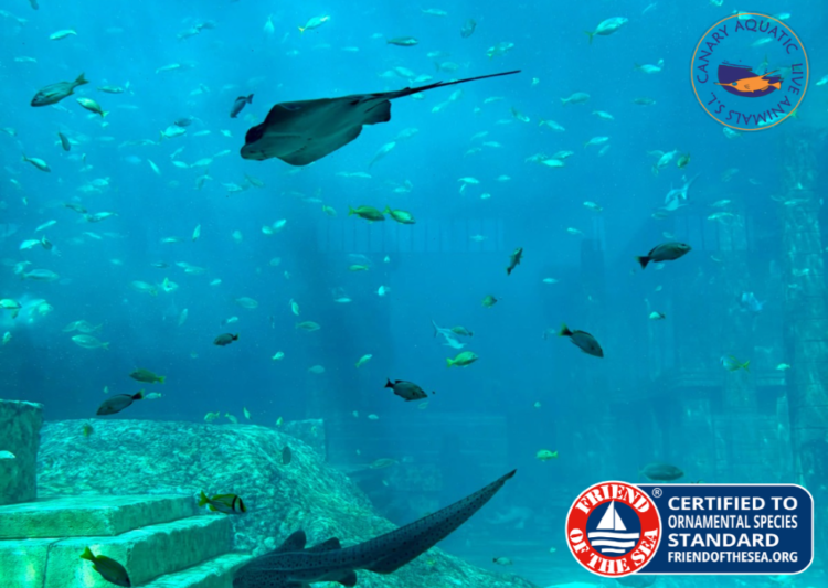 Canary Aquatic Live Animals Achieves Friend of the Sea Certification, Advancing Responsible Marine Fish Sourcing for Aquariums Worldwide