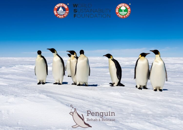 Adopt a penguin: a month of dedicated conservation efforts.