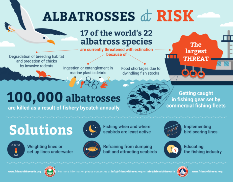 Albatrosses at Risk