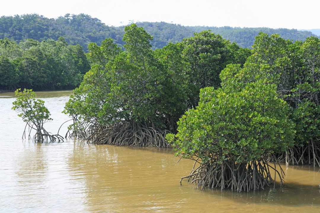 Save the Mangroves