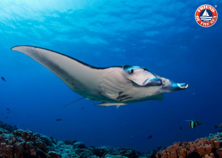 World Manta Day: Friend of the Sea at the Forefront of Protecting the Ocean’s Giants