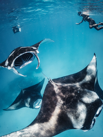 Many manta rays swimming together in the ocean