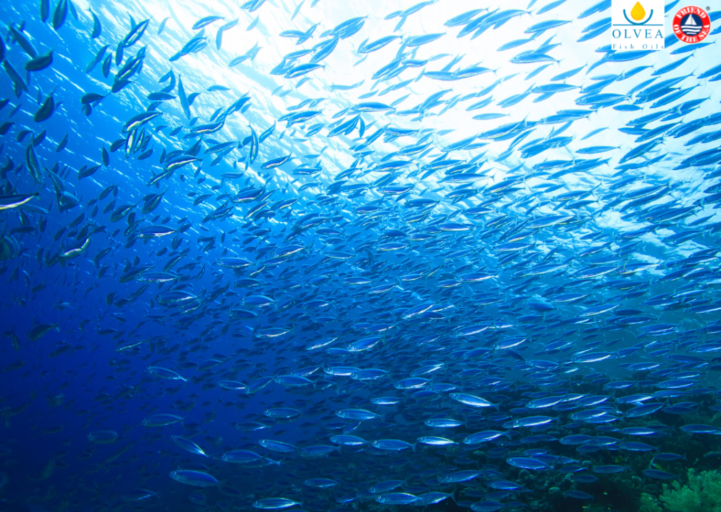 OLVEA Fish Oils retains Friend of the Sea certification since a decade