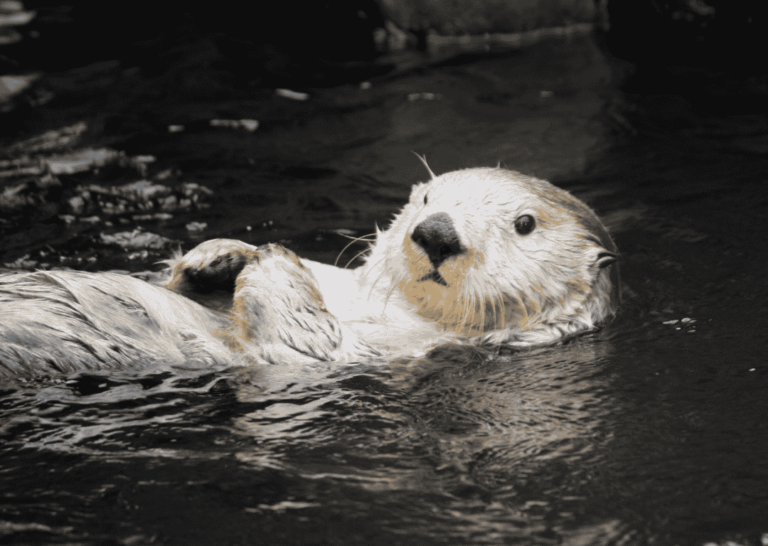 Save the Otters | WSO Conservation Projects - FOS