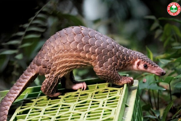 New Petition Asks Chinese and Vietnamese Governments to Enforce Pangolin Trade Ban post image