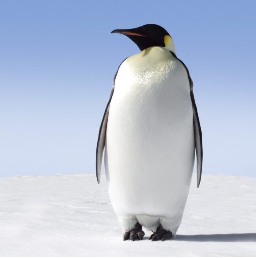 Salvar a los pingüinos | FOS Campaign to Save the world’s penguin