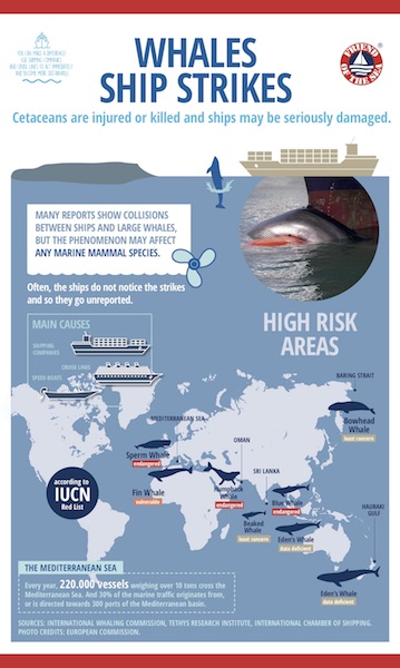 save the whales infographic friend of the sea