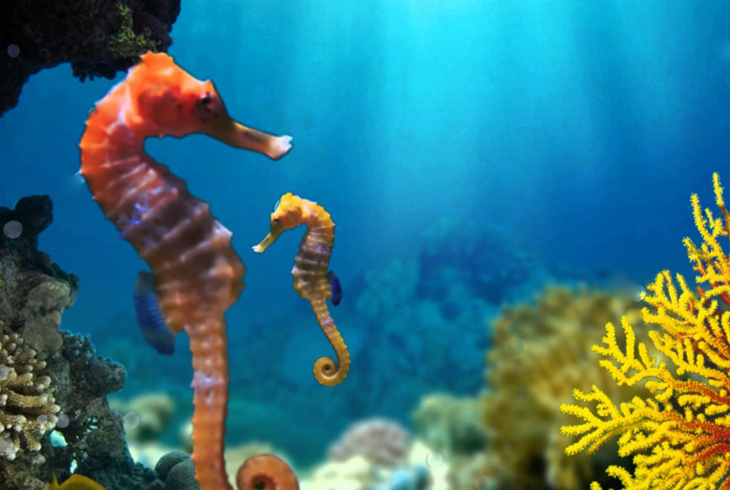 V. The Impact of Climate Change on Seahorses and Their Habitats