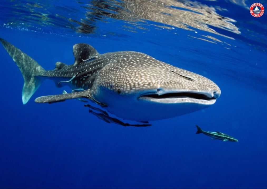 Friend of the Sea Launches First-Ever Sustainable Whale Shark Watching Standard