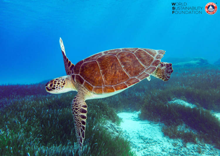 Explore the world of green turtles on World Sea Turtle Day post image