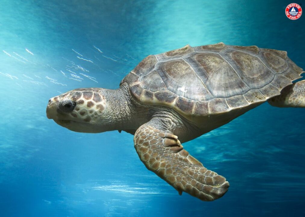 turtle dimensioni corrette
